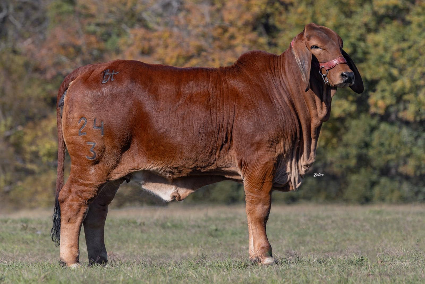 Red Brahman Creator- MS BT PENELOPE PASCO