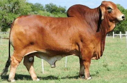 Red Brahman Creator- SRS MR. TROUBADOR