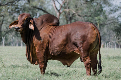 Creador del Brahman Rojo - Sr. Bala Roja