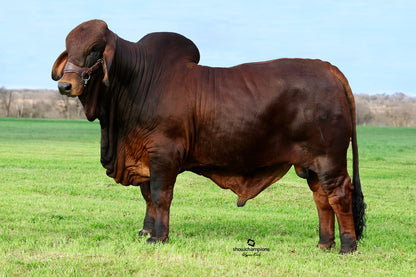 Red Brahman Creator- VL ROJO WHISKEY