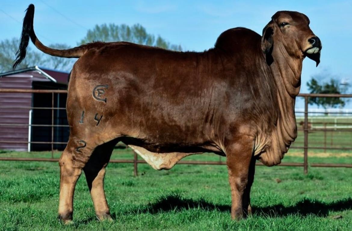 Red Brahman Creator- REBECA