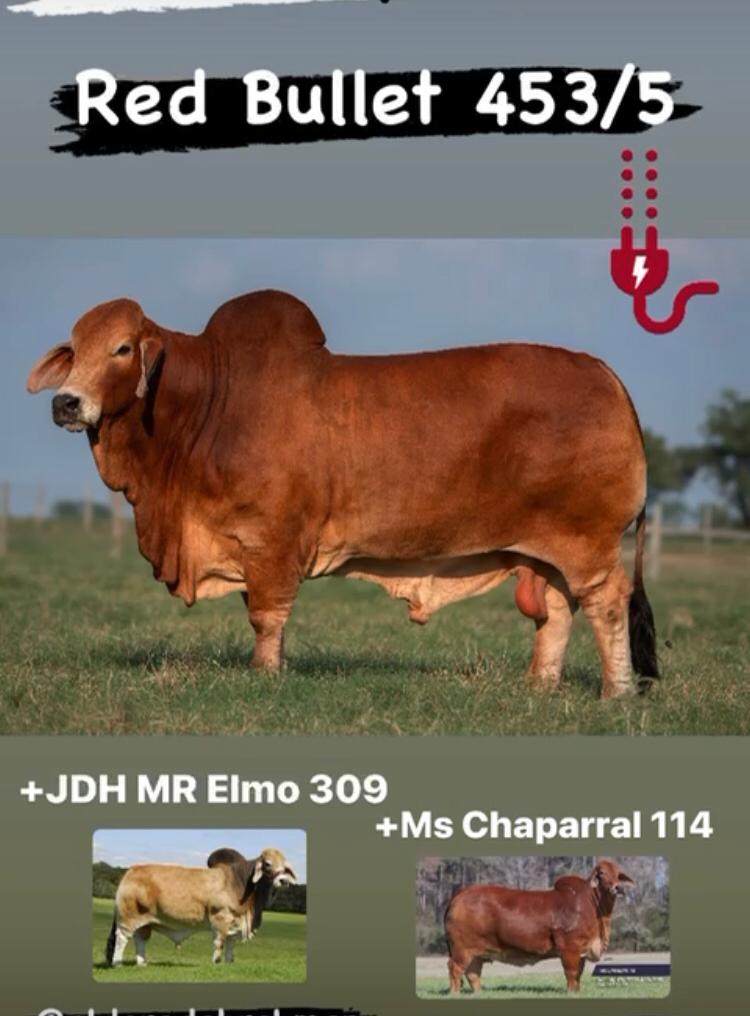 Red Brahman Creator- MR. Red Bullet