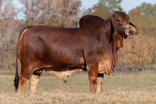 Creador del Brahman Rojo - MR CASARAY HG BRYCE