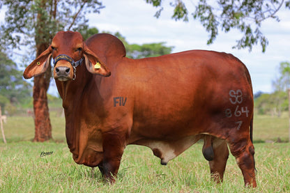 Red Brahman Creator- GM MR MAGIL CAPORAL