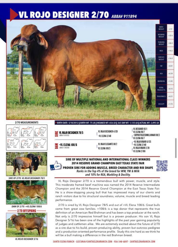 Red Brahman Creator- VL ROJO DESIGNER