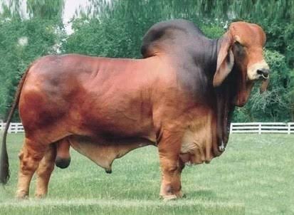 Red Brahman Creator- BB MR STING-RAY