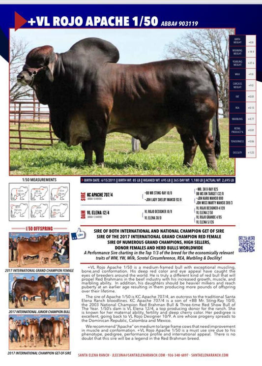 Creador del Brahman Rojo - VL ROJO APACHE