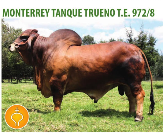 Creador Brahman Rojo- MONTERREY TANQUE TRUENO TE