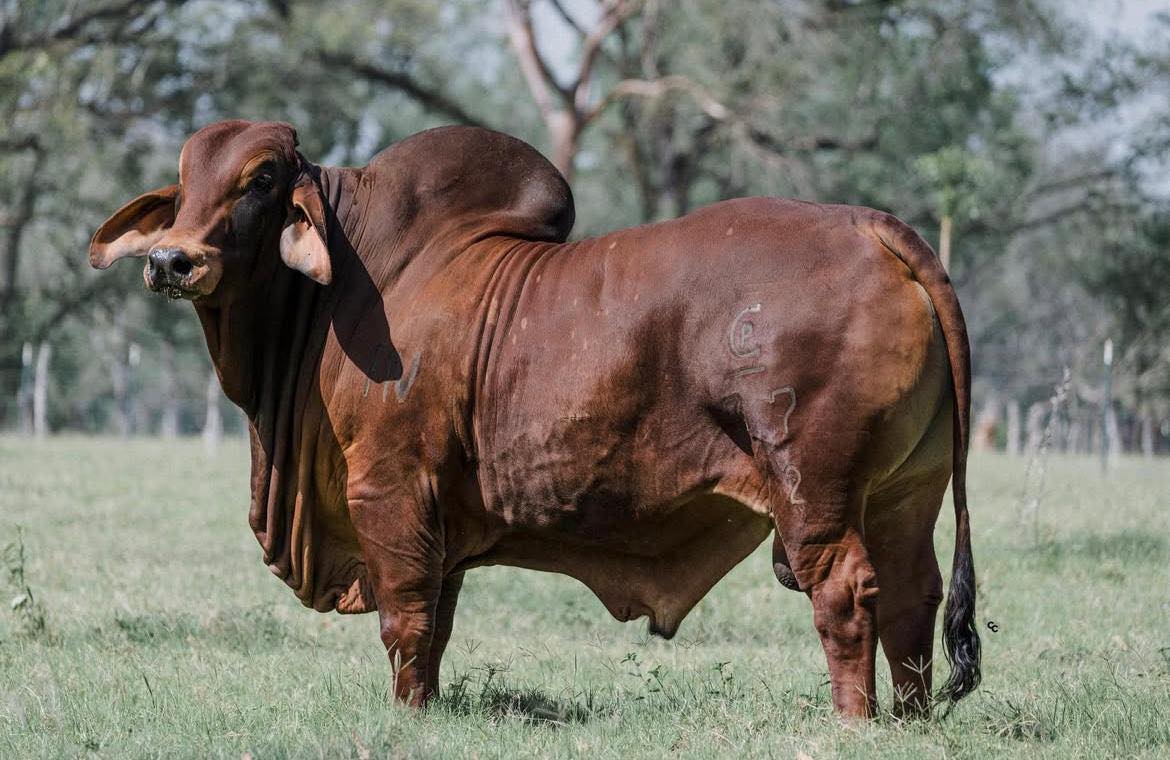 Red Brahman Creator- HUASTECO TE