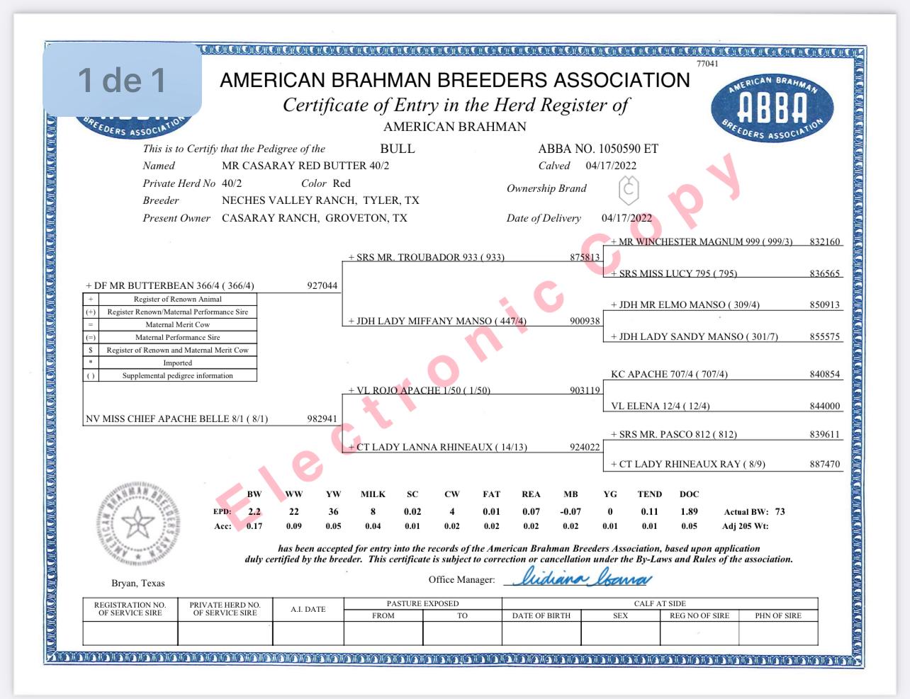 Red Brahman Creator- MR CASARAY RED BUTTER