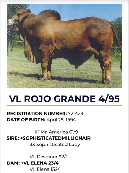 Creador del Brahman Rojo - VL ROJO GRANDE