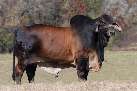 Creador del Brahman Rojo - MR CASARAY RED BUTTER