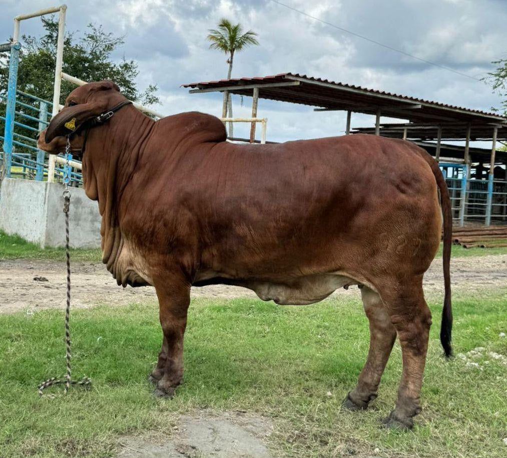 Red Brahman Creator- JJAL MISS NARANJOS ASTRONAUTA FIV