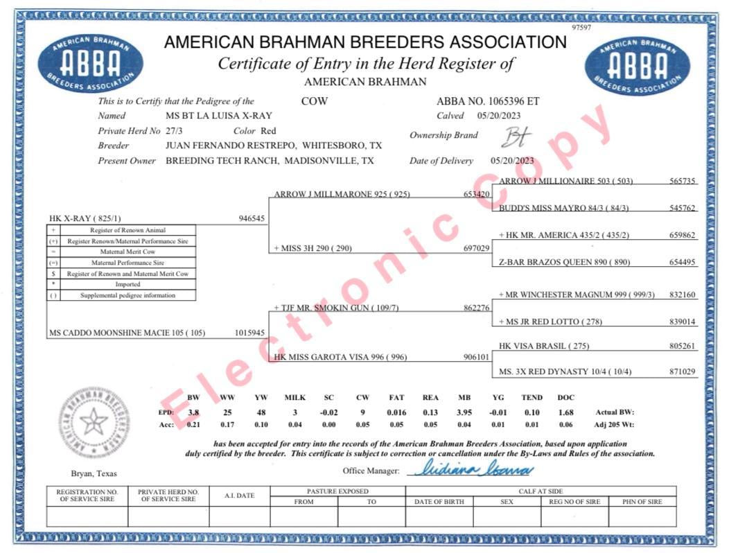 Red Brahman Creator- MS BT LA LUISA X-RAY