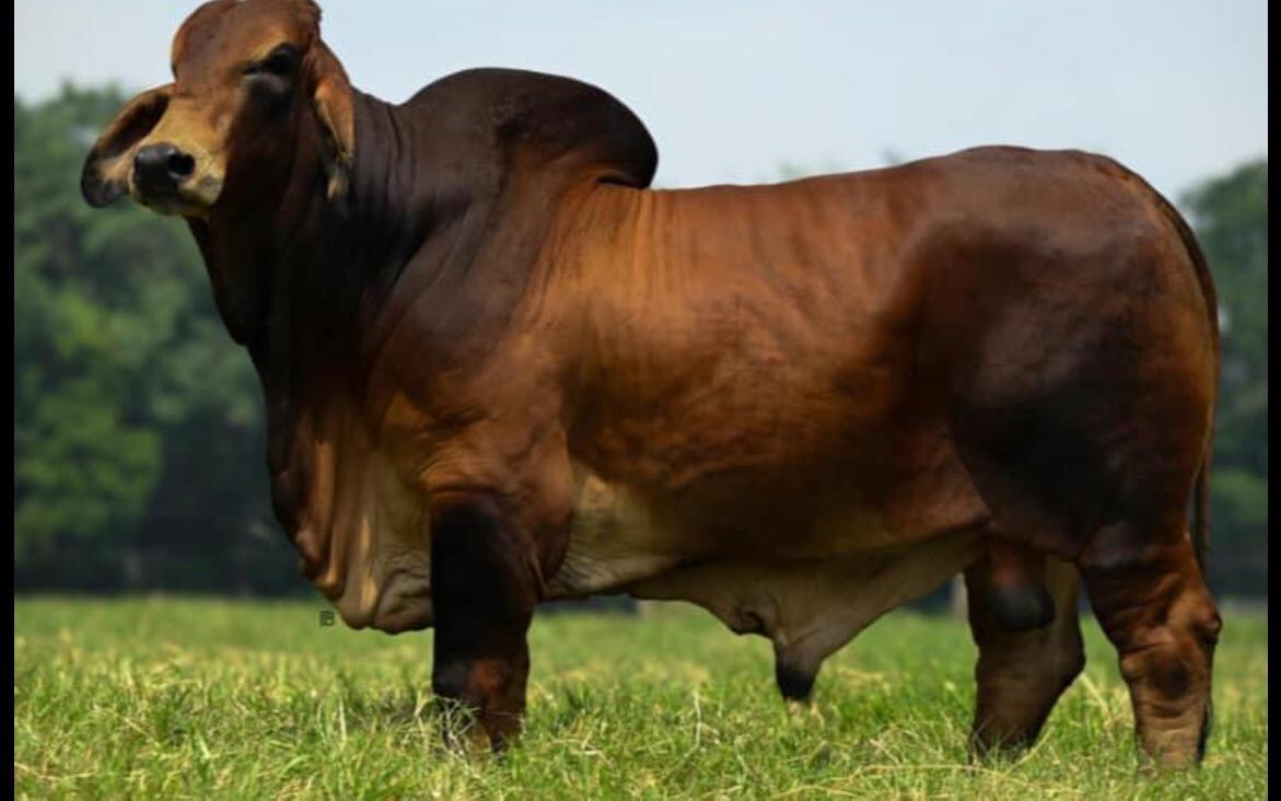 Red Brahman Creator- MR. FONTENOT