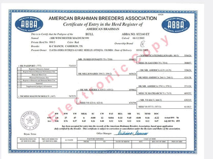 Red Brahman Creator- MR WINCHESTER MAGNUM