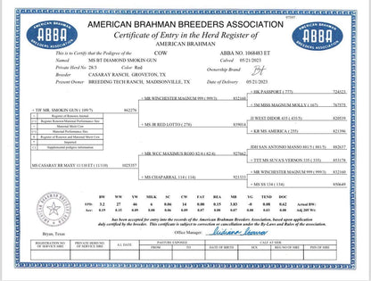 Red Brahman Creator- MS BT DIAMOND SMOKIN GUN