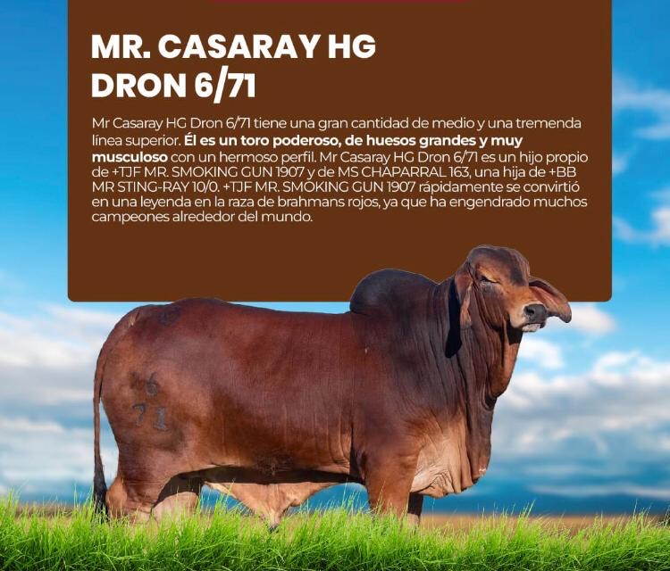 Creador del Brahman Rojo - MR CASARAY HG DRON