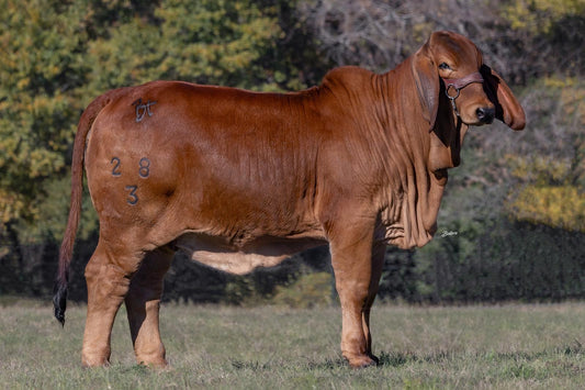 Creador del Brahman Rojo - MS BT DIAMOND SMOKIN GUN