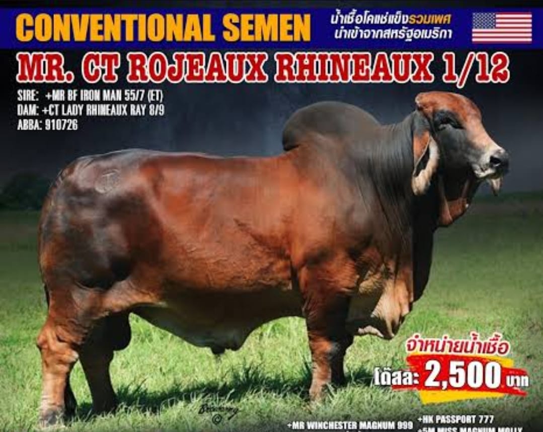 Red Brahman Creator- MR. CT ROJEAUX RHINEAUX