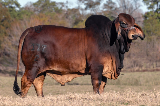 Creador del Brahman Rojo - SR. CASARAY HG ROBERTH