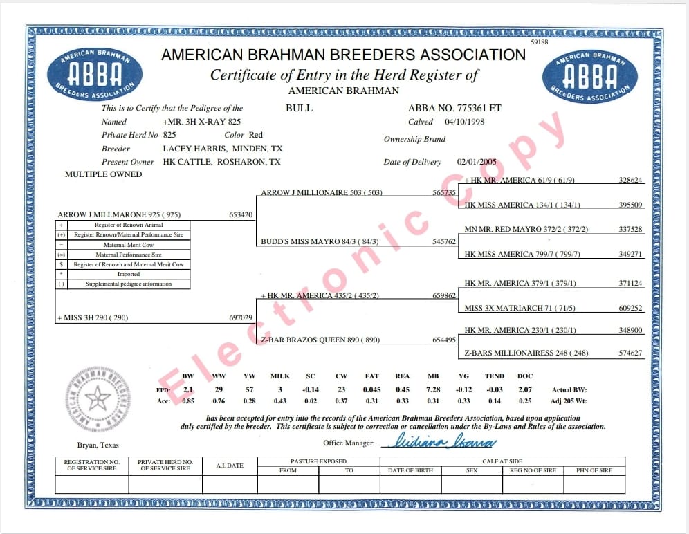 Red Brahman Creator- MR. 3H X-RAY