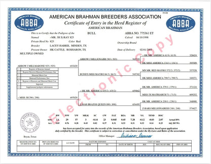 Red Brahman Creator- MR. 3H X-RAY