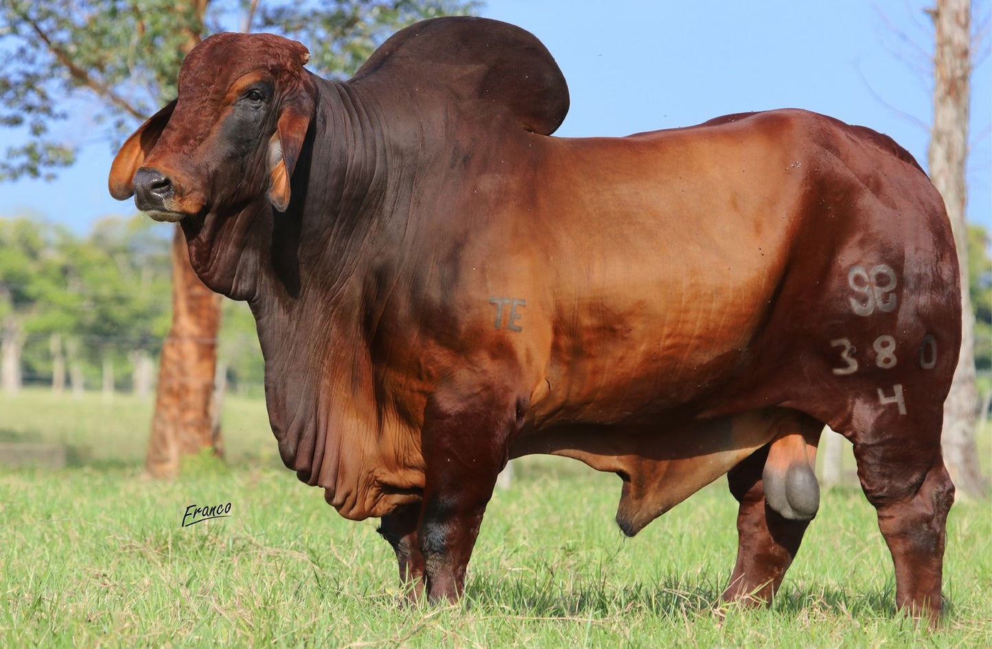 Red Brahman Creator- GM-MA ROUGE MAGILTE RASCA CIELOS