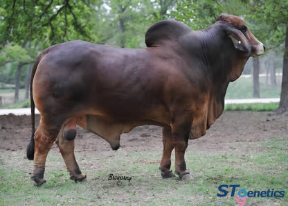 Red Brahman Creator- MR WINCHESTER MAGNUM