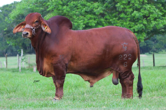 Creador del Brahman Rojo - LRSFH MR ELDORADO BOLIVAR