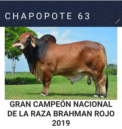 Creador del Brahman Rojo - RC CHAPOPOTE