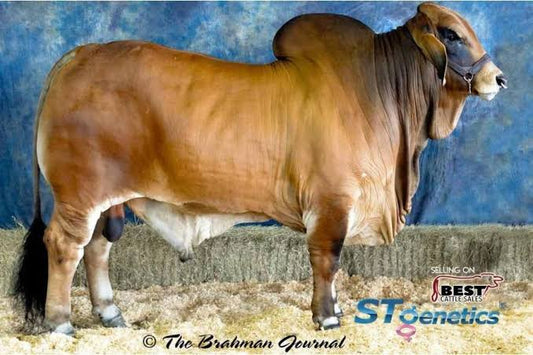 Red Brahman Creator- MR. SG