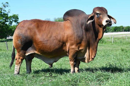 Creador del Brahman Rojo - SR. WCC MÁXIMO ROJO