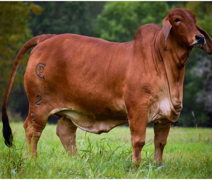 Creador del Brahman Rojo - VALENTINA