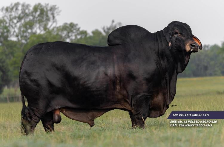 Red Brahman Creator- MR. MCC POLLED SMOKE