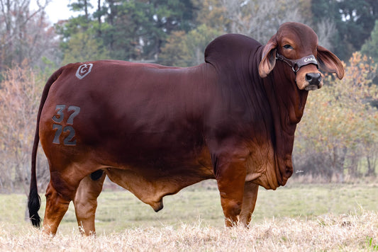 Creador del Brahman Rojo: SR. CASARAY DEREK