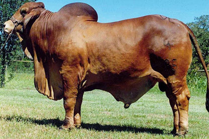 Red Brahman Creator- VL ROJO GRANDE