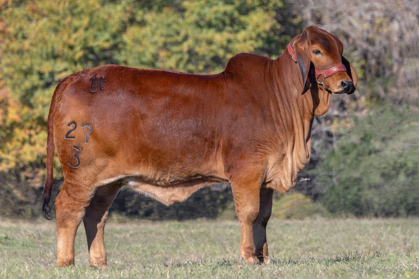 Creador del Brahman Rojo - MS BT LA LUISA X-RAY