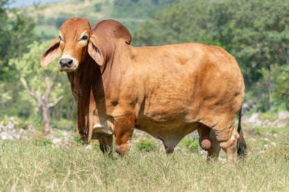 Red Brahman Creator- EL HUASTECO