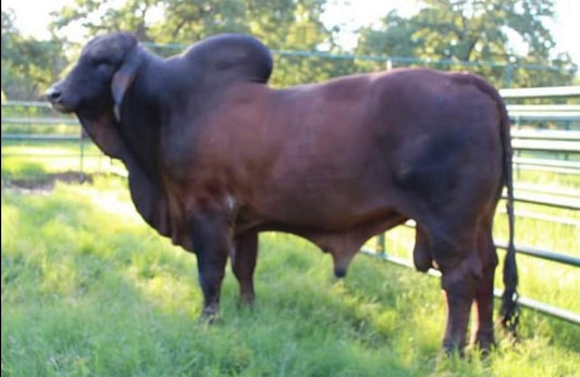 Red Brahman Creator- Mr. Red Zone 99/9