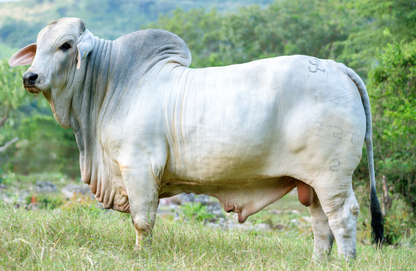 Grey Brahman Creators - MR GARFIO