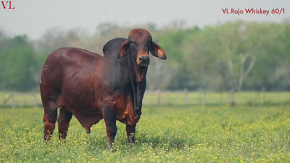 Red Brahman Creator- VL ROJO WHISKEY