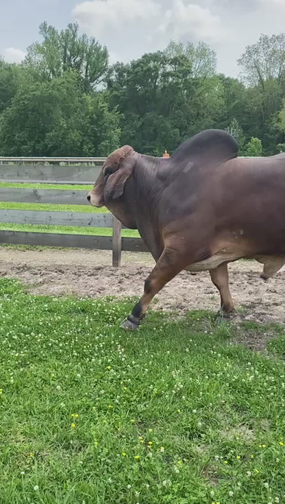 Red Brahman Creator- MR CASARAY HG DRON