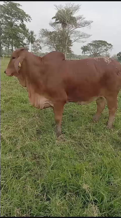 Creador del Brahman Rojo - VALENTINA