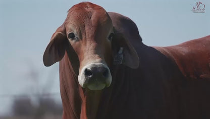 Creador del Brahman Rojo - Sr. Bala Roja