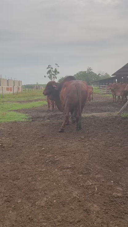 Red Brahman Creator- GM-MA ROUGE MAGILTE RASCA CIELOS